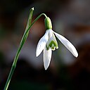 Snowdrops - are the early or are they late?