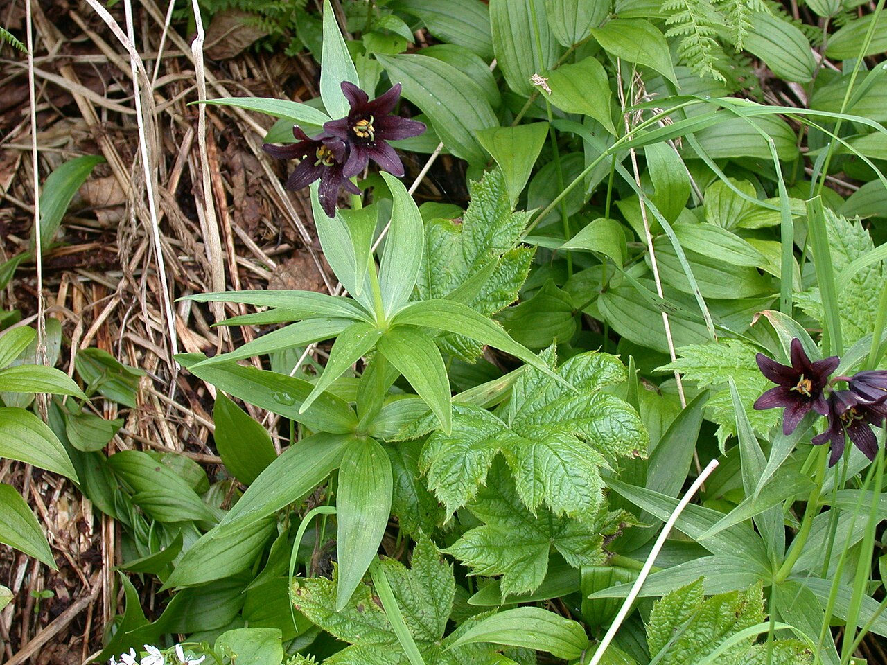 Fritillaria camschatcensis
