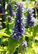 Agastache rugosa 'Golden Jubilee'