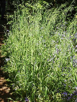 Milium effusum 'Aureum'