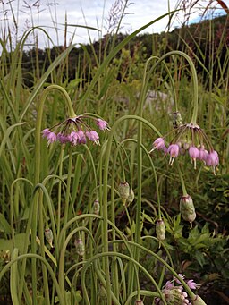 Allium cernum