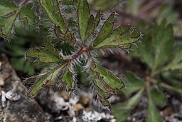 Anemone multifida var. magellanica