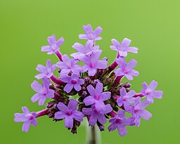 Verbena bonarienesis