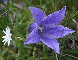 Campanula pilosa syn. Adenophora tricuspidata