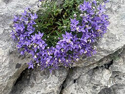 Campanula waldsteiniana