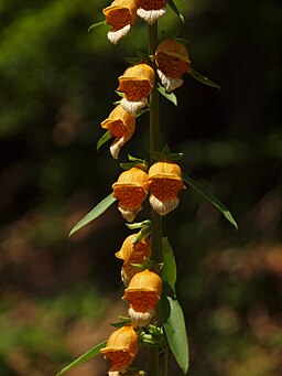 Digitalis laevigata