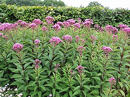 Eupatorium purpureum var. atropurpureum