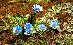 Gentiana sino-ornata 'Blue Diamond'