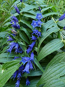 Gentiana asclepiadea