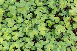 Hepatica transsilvanica