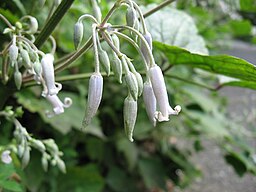 Clematis stans