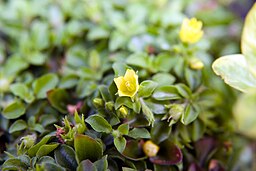 Lysimachia nummularia syn. japonica var. minutissima