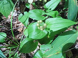 Maianthemum bifolium