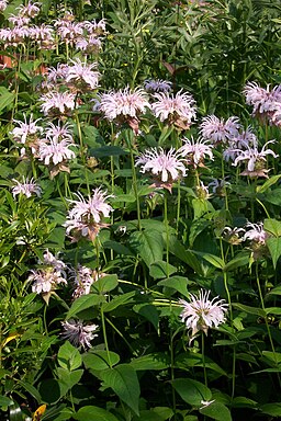 Monarda bradburiana