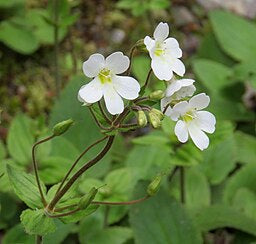 Ourisia macrophylla lactea