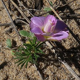 Oxalis hirta lilac