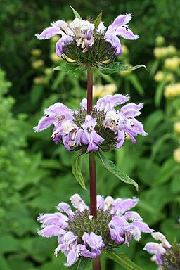 Phlomis samia (true)