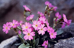 Primula rosea