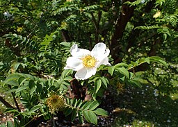 Rosa roxburghii