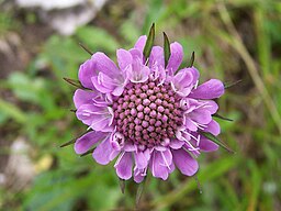 Scabiosa lucida