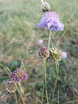 Scabiosa triandra