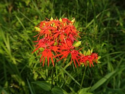 Lychnis wilfordii