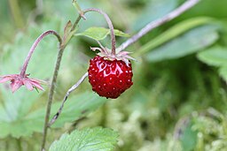 Fragaria vesca - Wild Strawberry