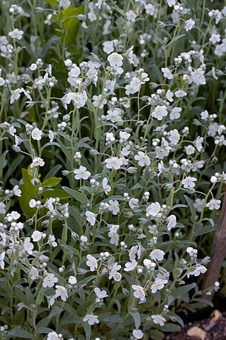 Omphalodes linifolia