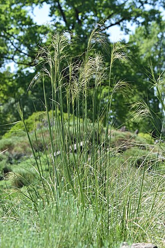 Stipa gigantea syn. Celtica gigantea