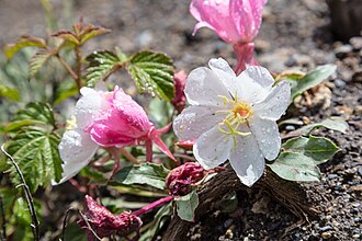 Oenothera caespitosa