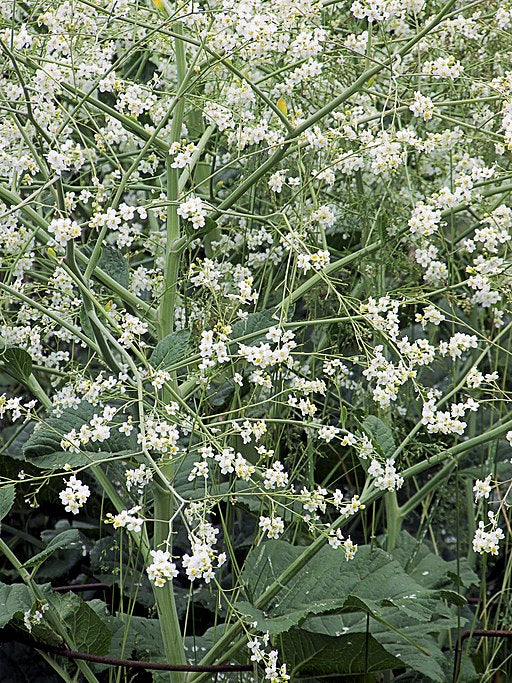 Crambe cordifolia