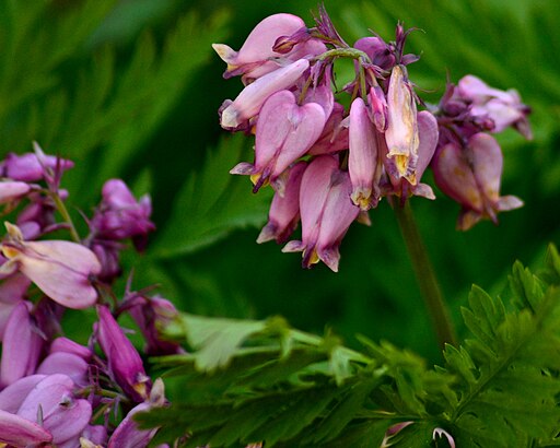 Dicentra formosa