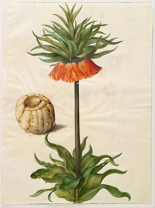 Fritillaria imperialis
