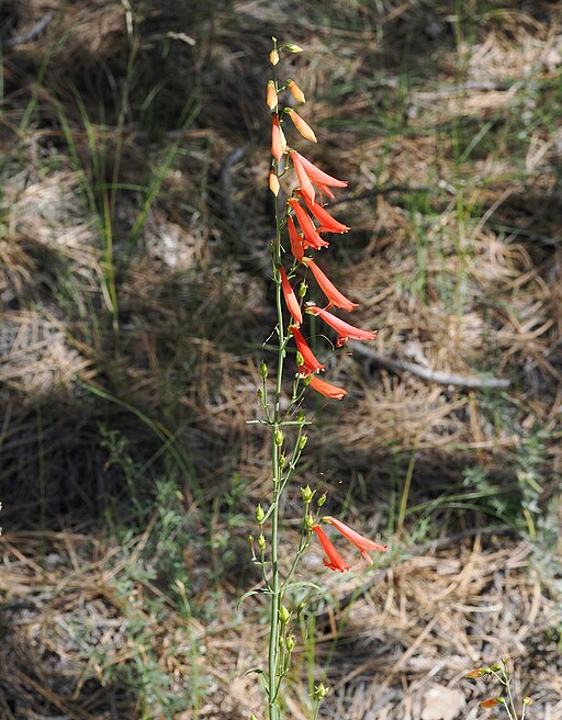 Penstemon barbatus