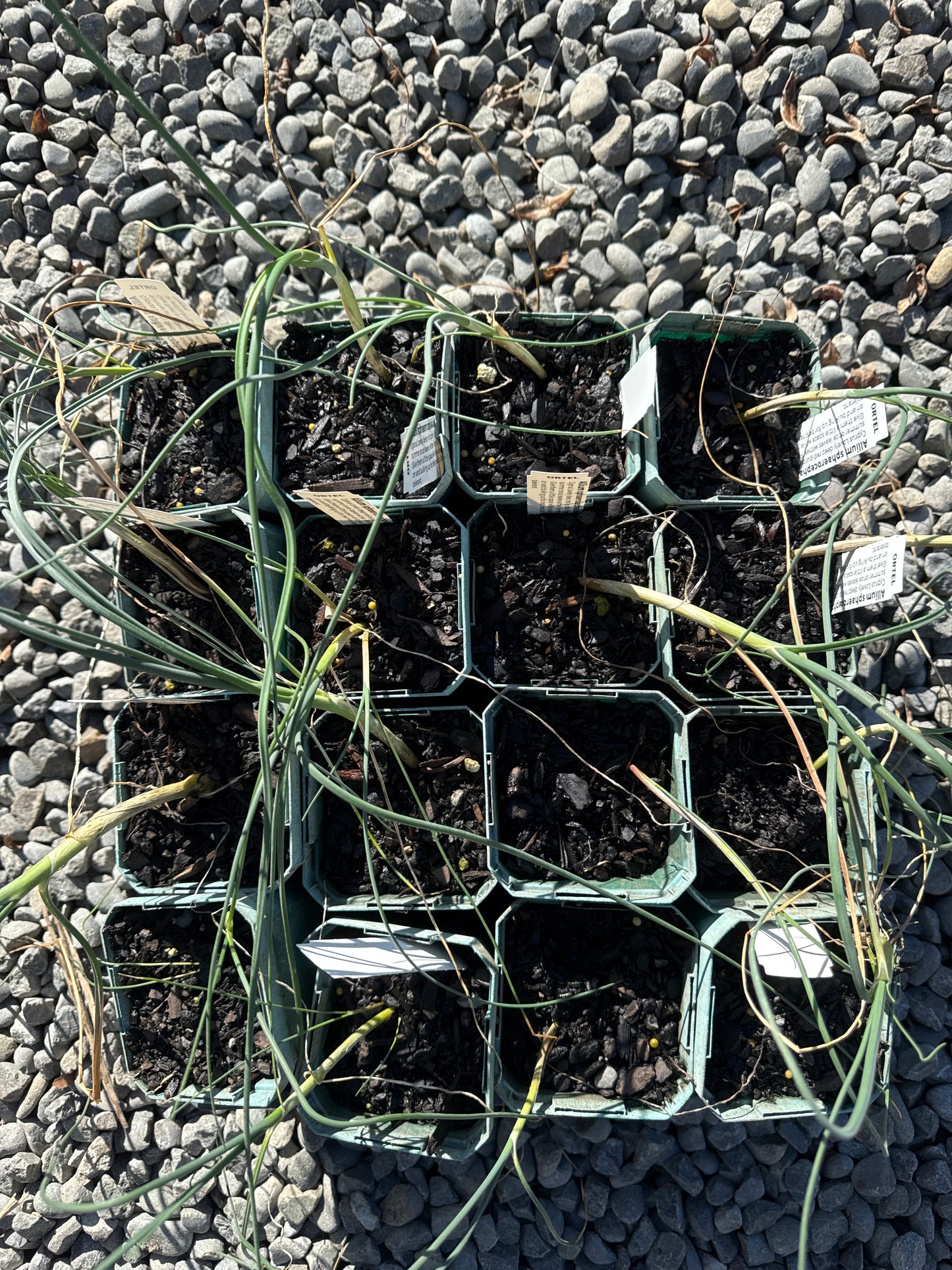 Allium sphaerocephalon