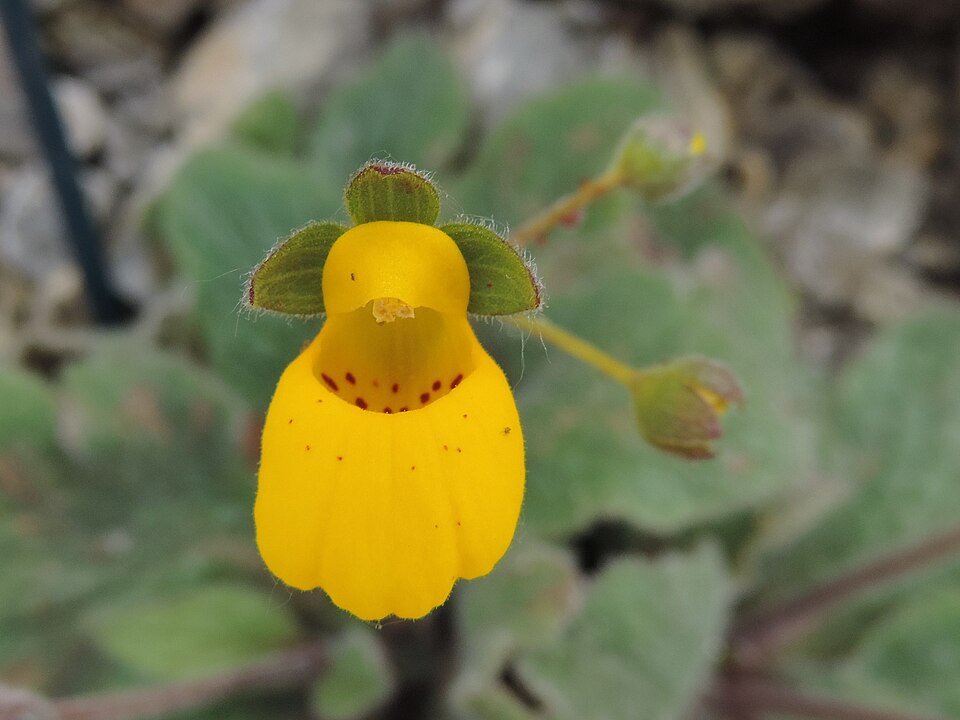 Calceolaria biflora (my own attribution)