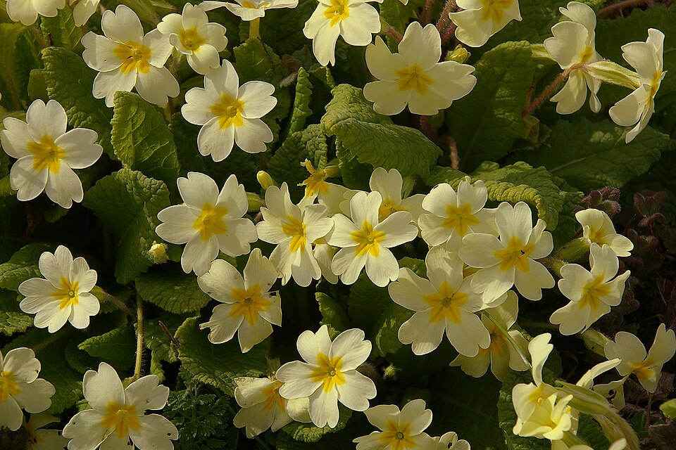 Primula vulgaris - wild type