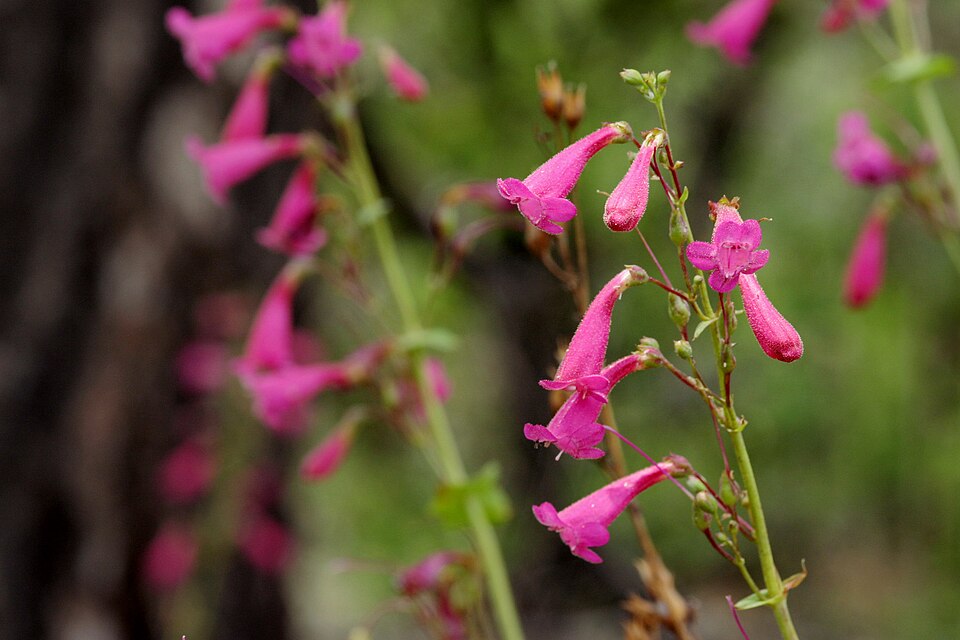 Penstemon pseudospectabilis