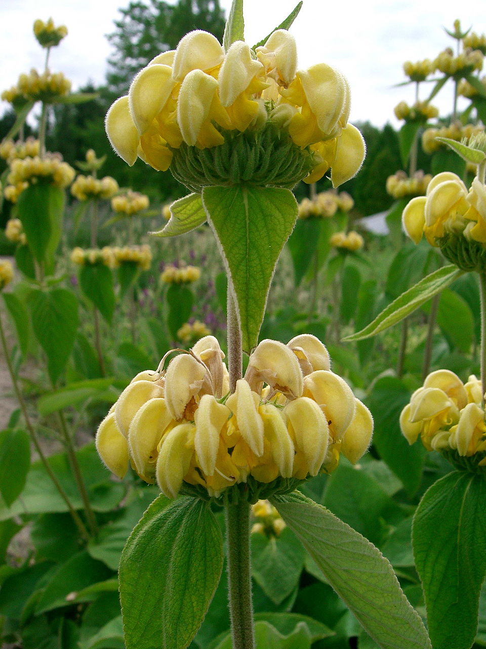 Phlomis russelinia