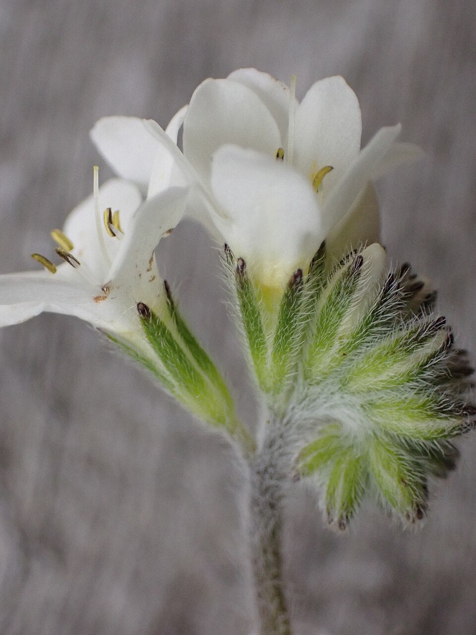 Myosotis saxosa