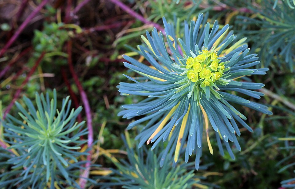 Euphorbia cyparissias