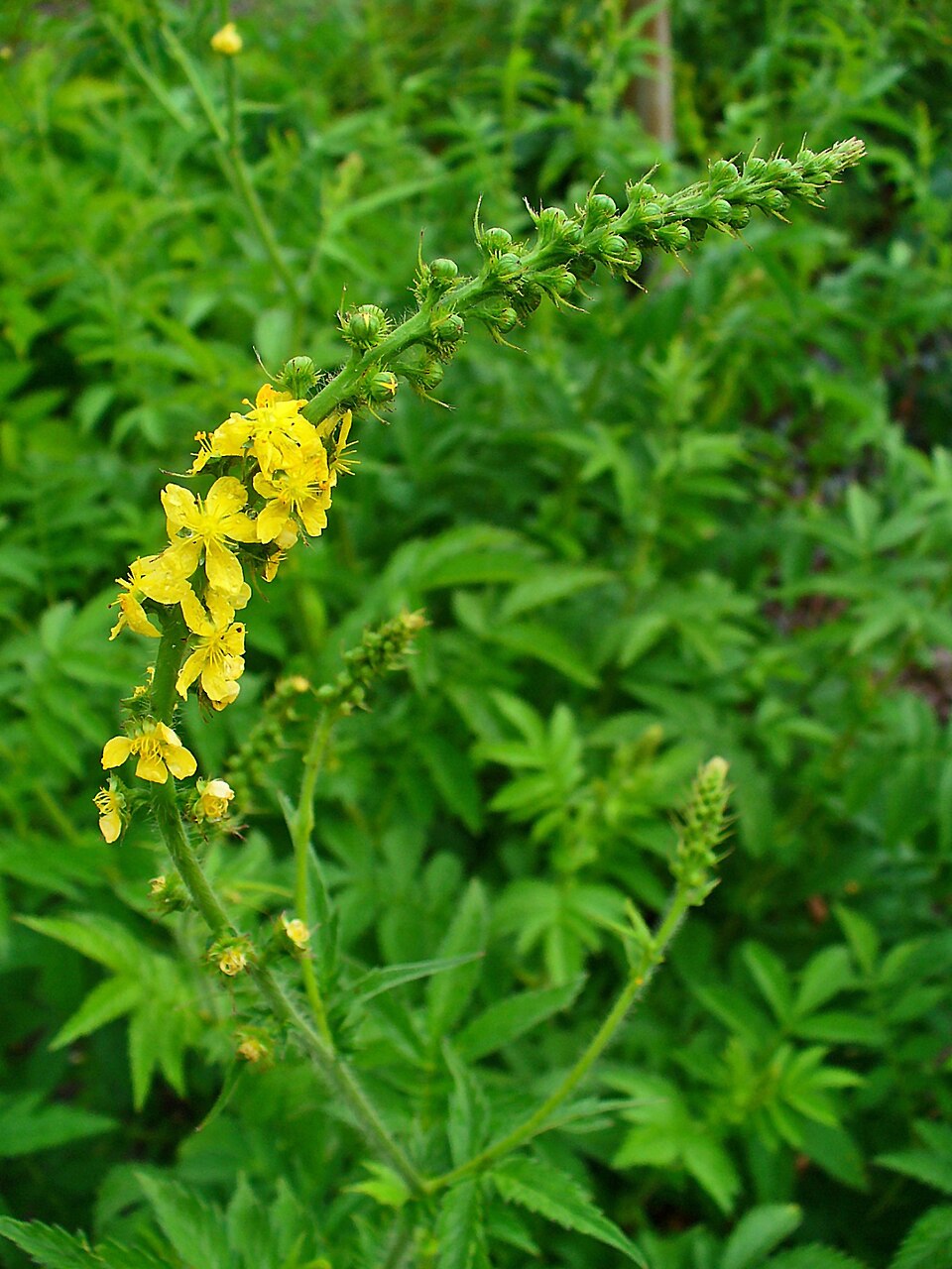 Agrimonia eupatoria