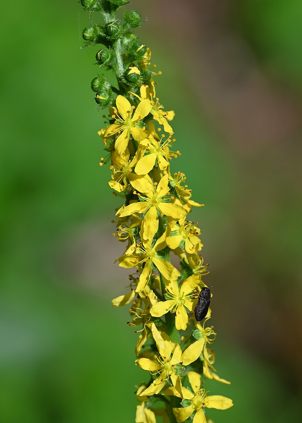 Agrimonia procera