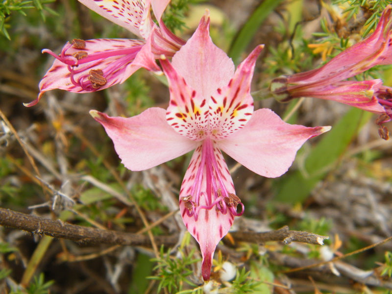 Alstroemeria hookeri