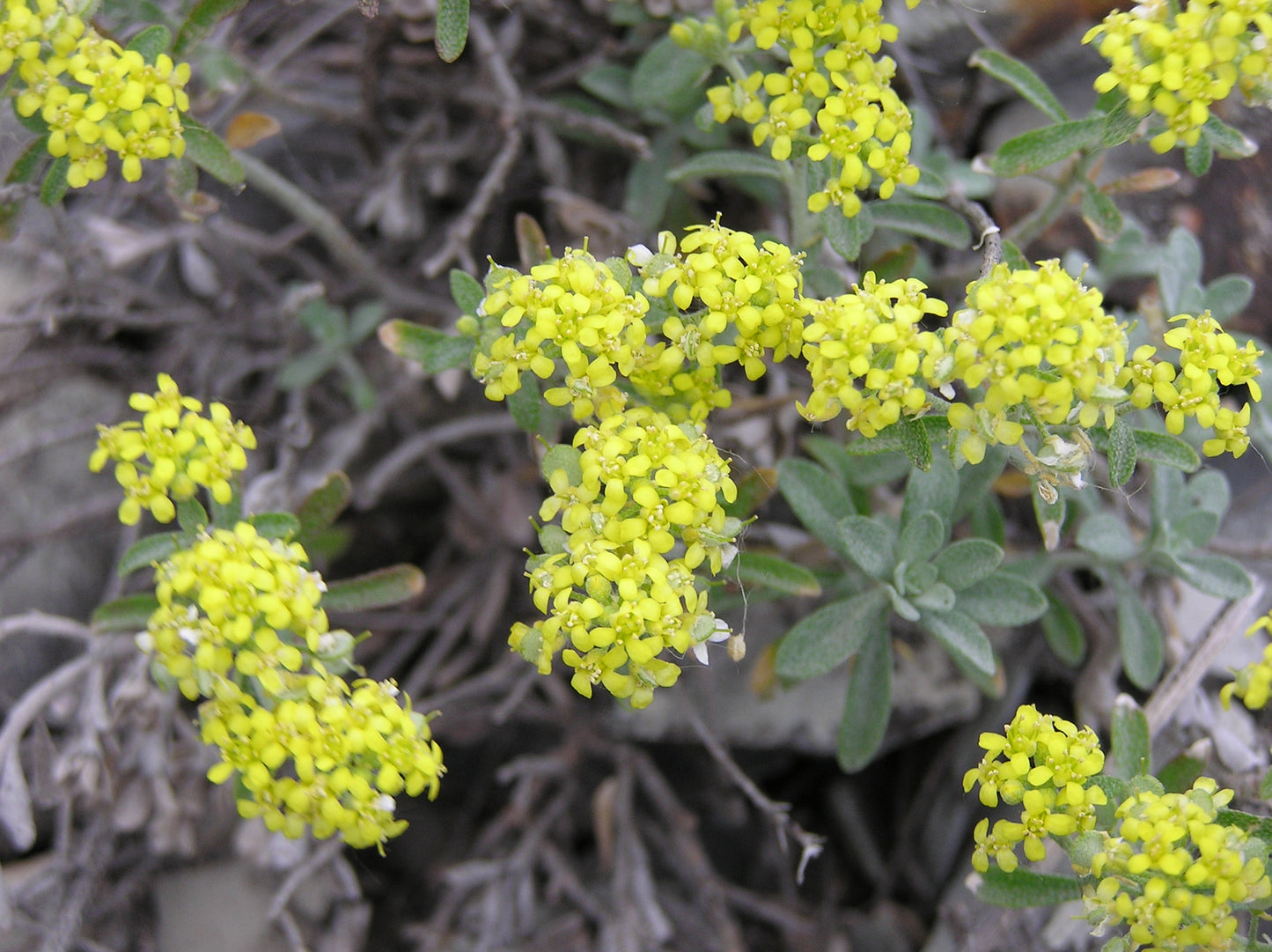 Alyssum tortuosum syn Odontarrhena tortuosa