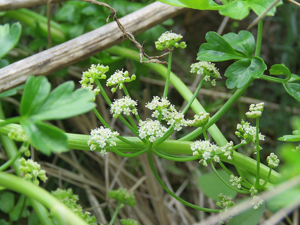 Apium prostratum