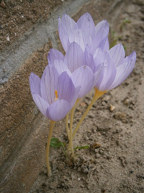 Crocus kotschyanus