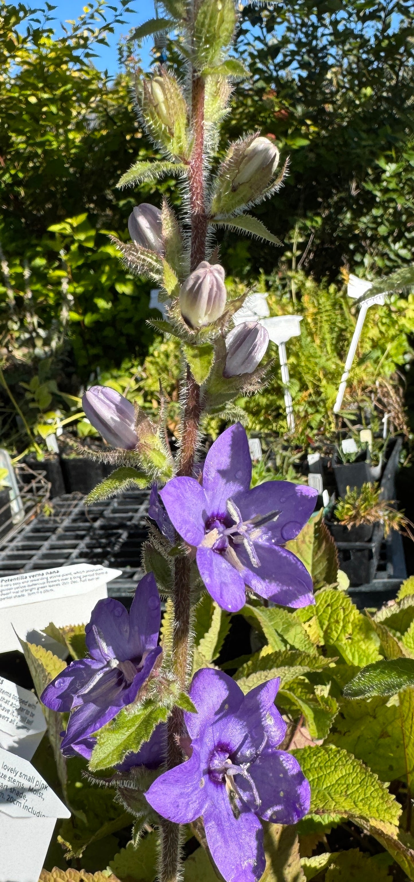 Campanula primulifolia