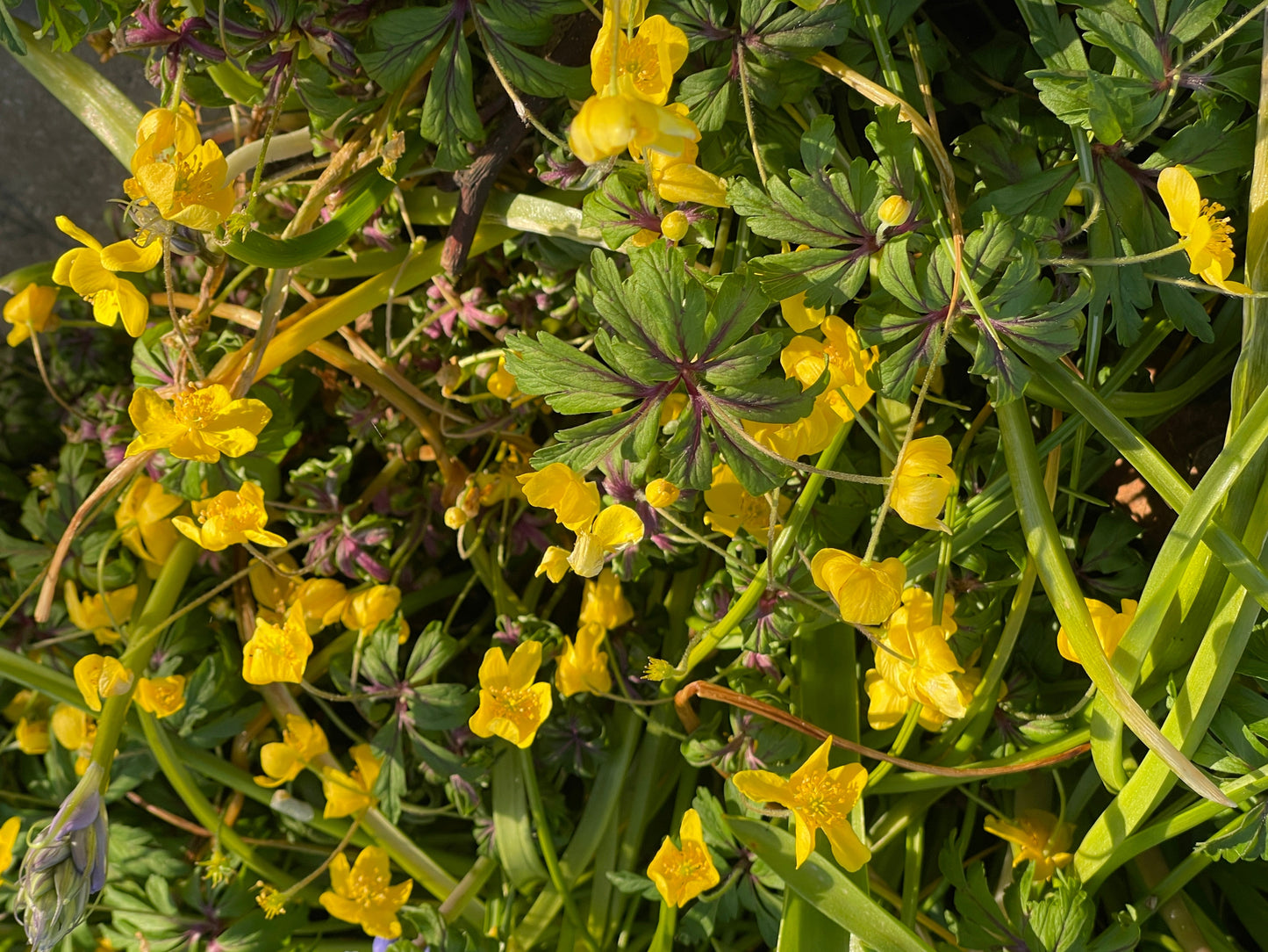 Anemone ranunculoides flore pleno syn. Anemonoides...