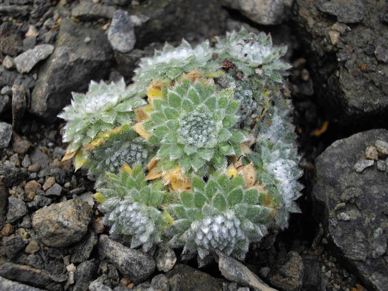Androsace villosa var. jacquemontii